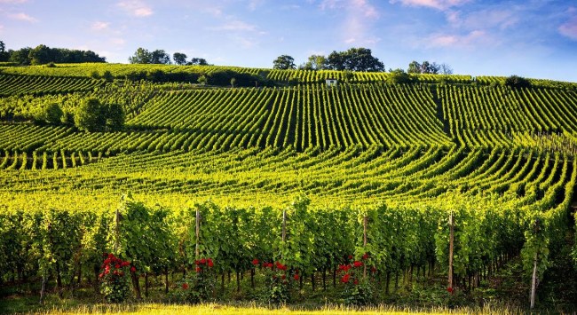 阿爾薩斯產區2 阿爾薩斯產區2