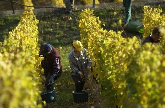 全球葡萄酒總產量下降8.2%，2018葡萄酒漲價已成定勢